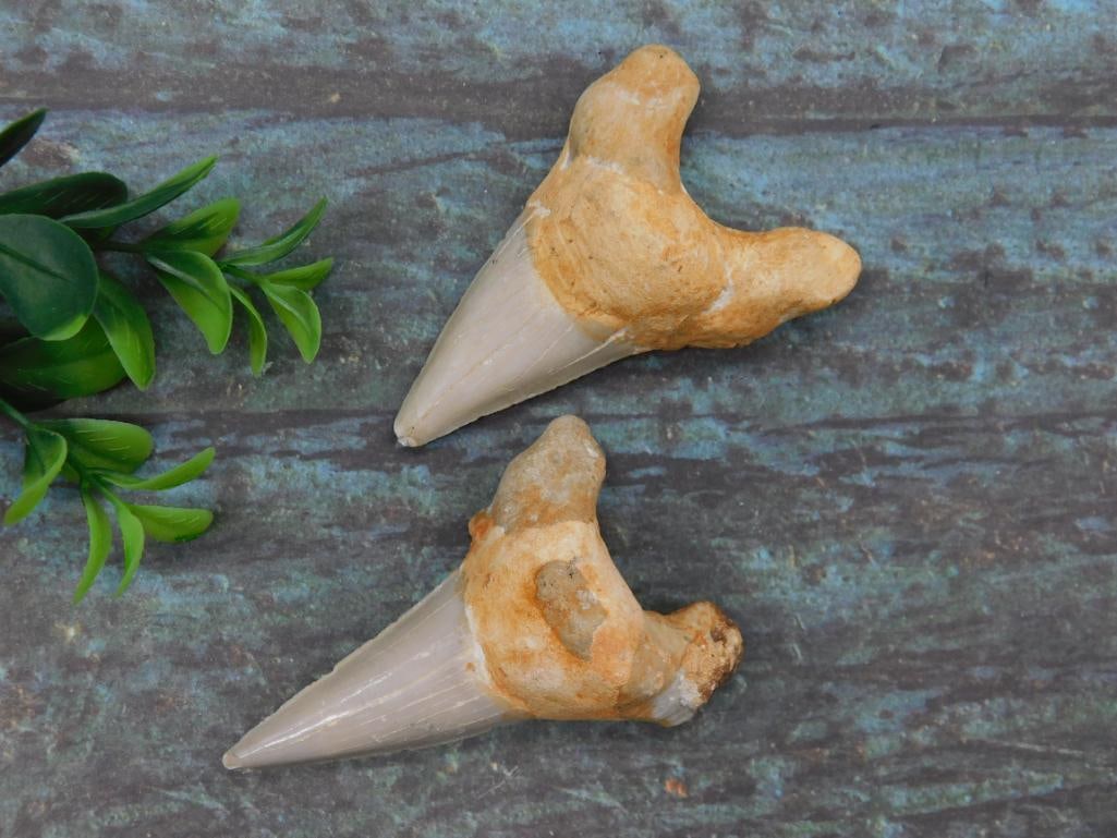 SHARK TEETH ROCK STONE LAPIDARY SPECIMEN: SHARK TEETH ROCK STONE LAPIDARY SPECIMEN