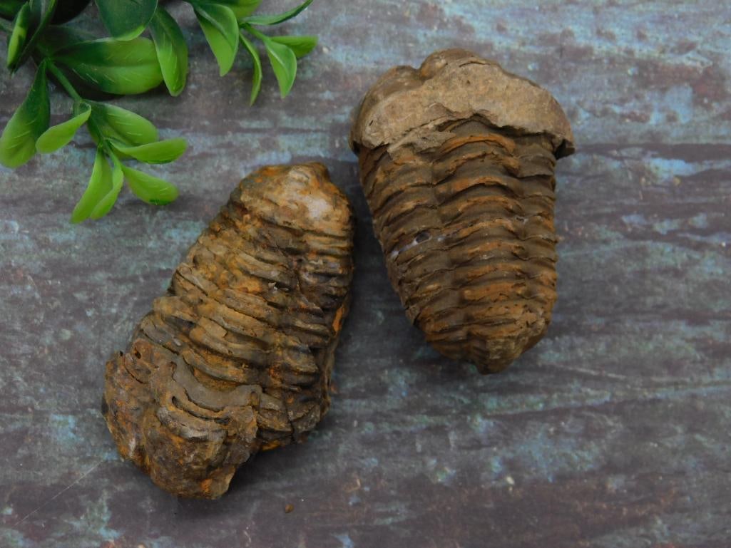 TRILOBITES ROCK STONE LAPIDARY SPECIMEN: TRILOBITES ROCK STONE LAPIDARY SPECIMEN