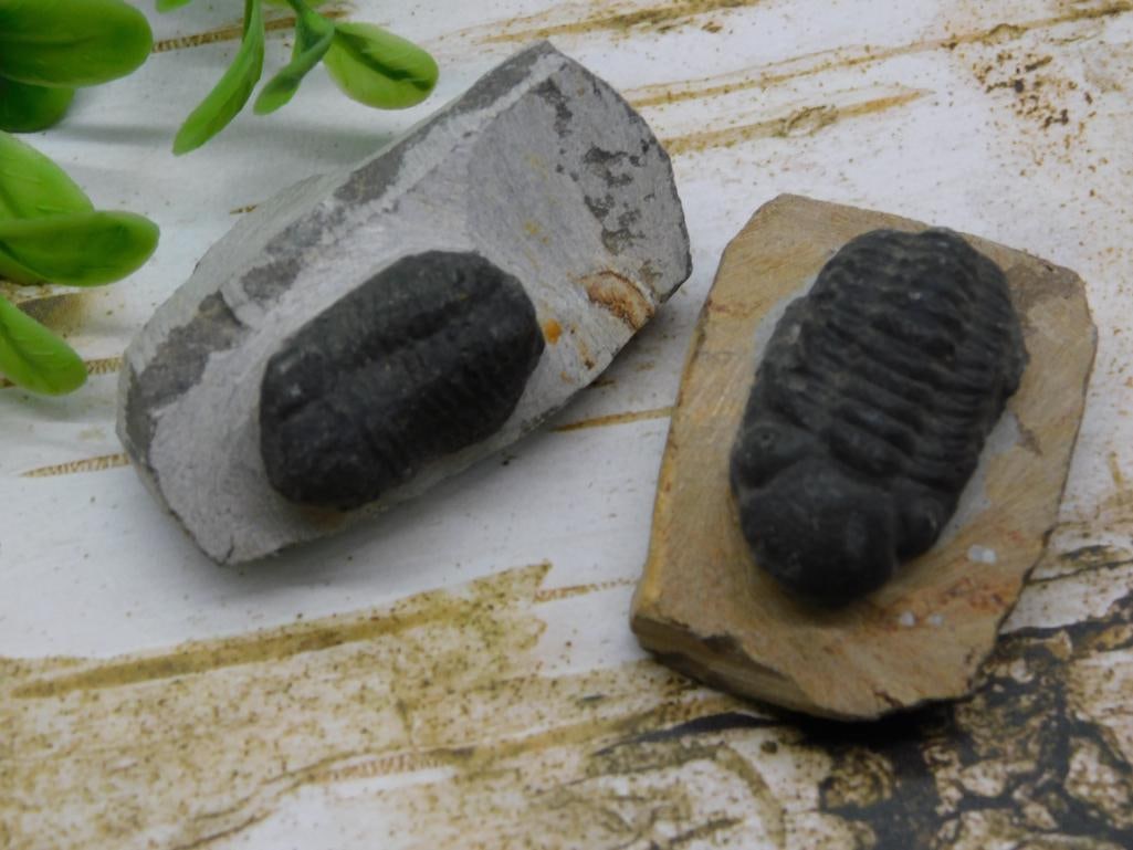 TRILOBITE FOSSILS ROCK STONE LAPIDARY SPECIMEN (1 of 3)