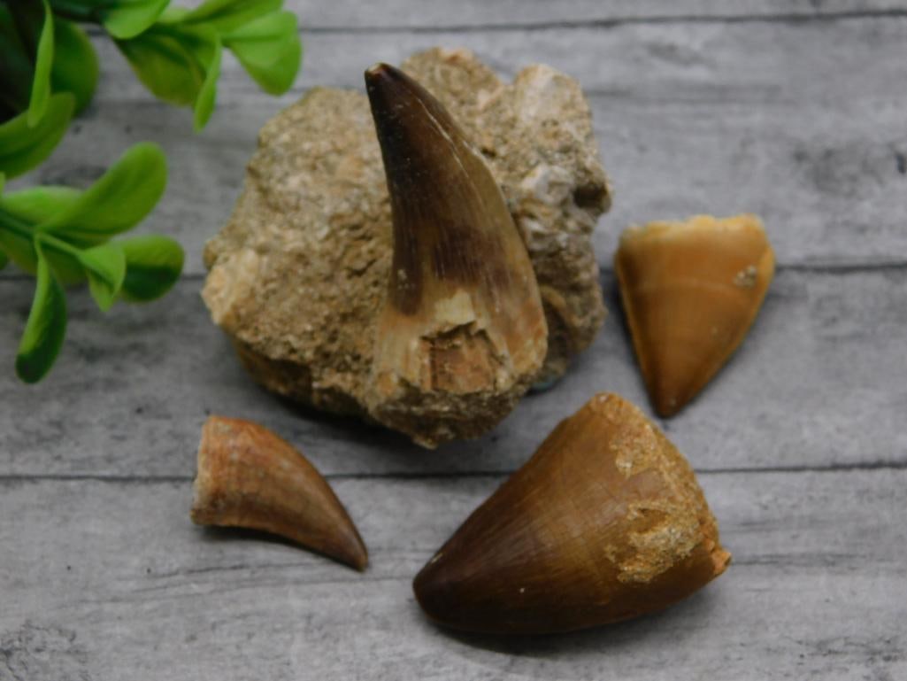 DINOSAUR TEETH ROCK STONE LAPIDARY SPECIMEN: DINOSAUR TEETH ROCK STONE LAPIDARY SPECIMEN