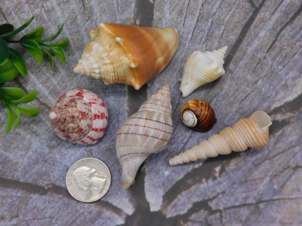 SEA SHELLS - 2