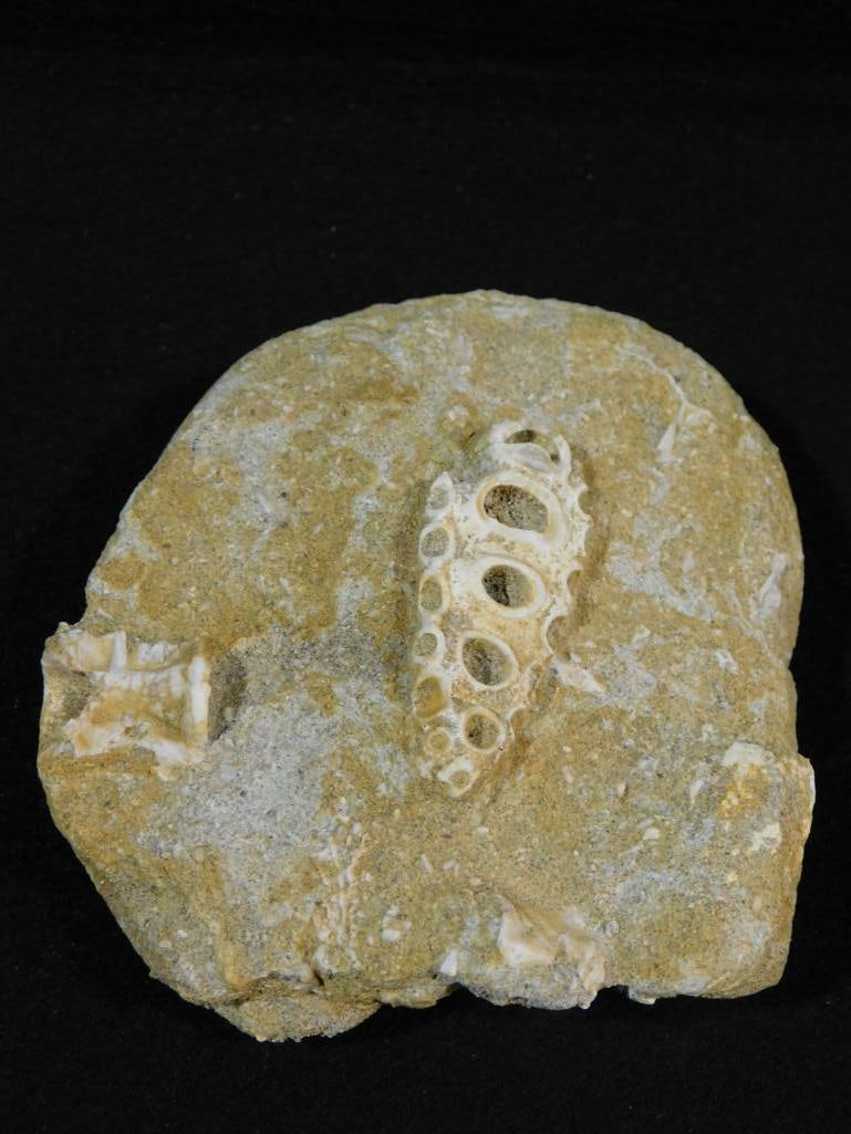 FOSSIL IN MATRIX ROCK STONE LAPIDARY SPECIMEN: FOSSIL IN MATRIX ROCK STONE LAPIDARY SPECIMEN