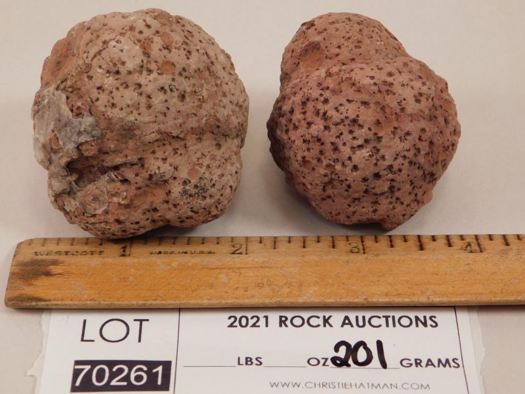 COPROLITE ROCK STONE LAPIDARY SPECIMEN - 2