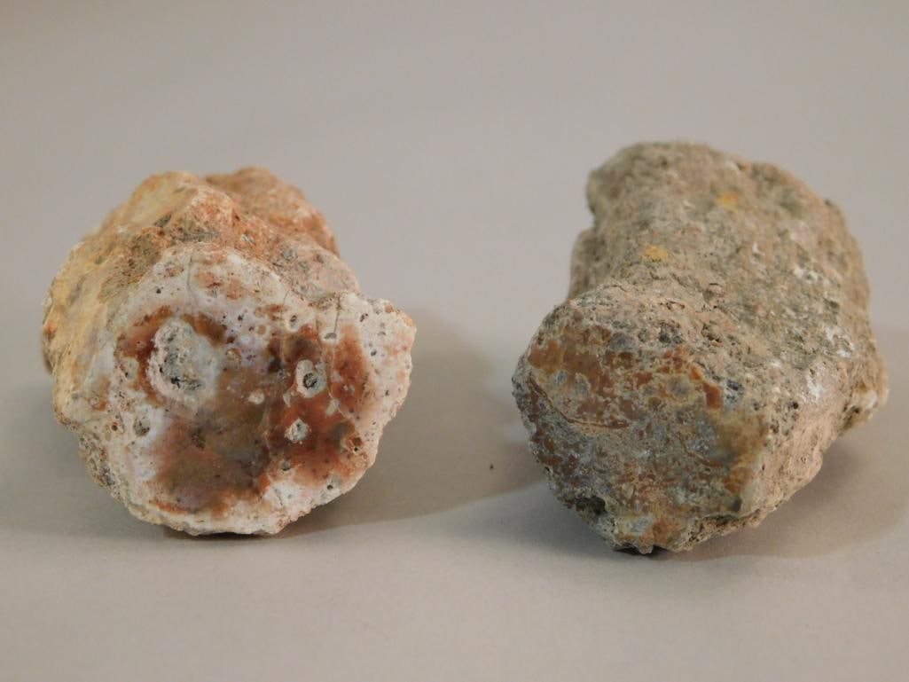 RED HORN CORAL ROCK STONE LAPIDARY SPECIMEN: RED HORN CORAL ROCK STONE LAPIDARY SPECIMEN