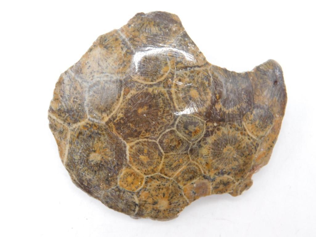 PETOSKY ROCK STONE LAPIDARY SPECIMEN: PETOSKY ROCK STONE LAPIDARY SPECIMEN