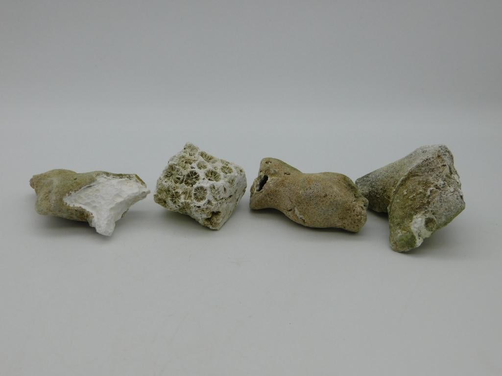 AGATIZED QUARTZ AND FOSSILIZED CORAL ROCK STONE LAPIDARY SPECIMEN (1 of 2)