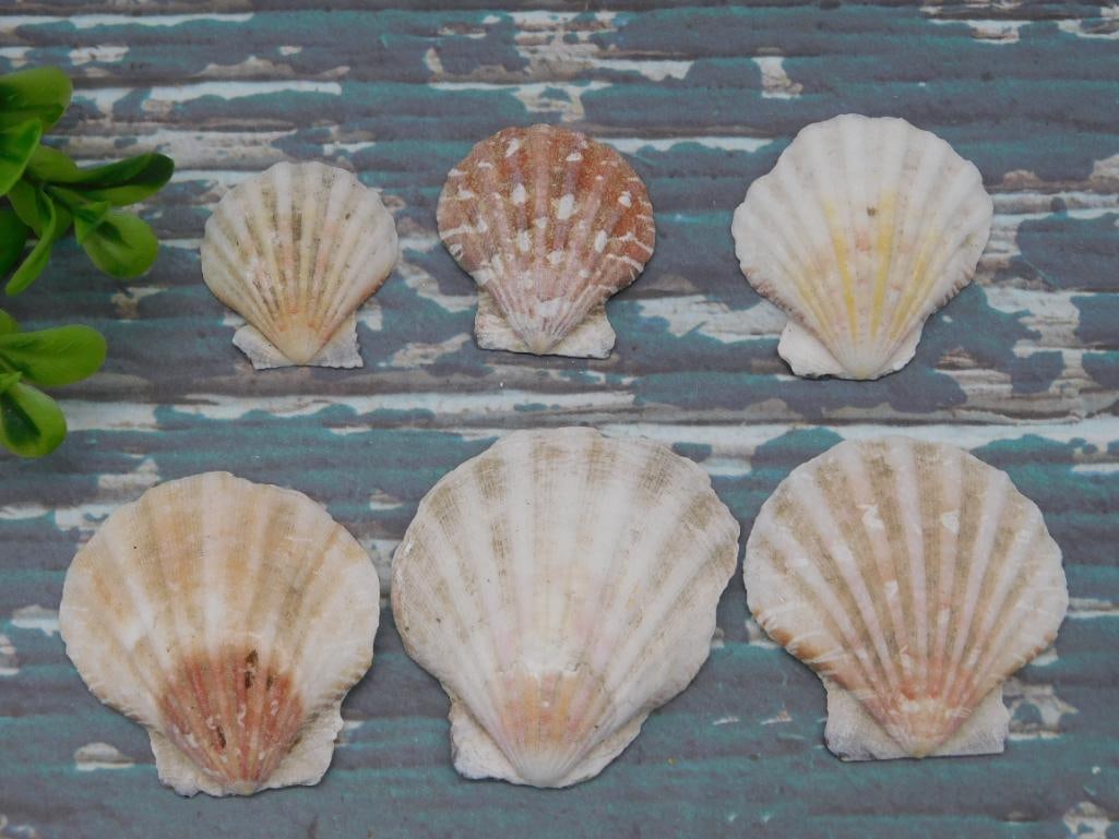 SCALLOP SHELLS: SCALLOP SHELLS