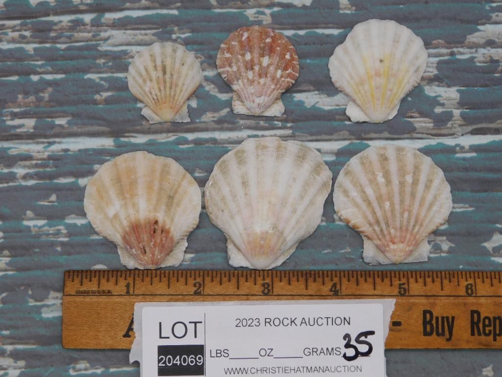 SCALLOP SHELLS - 2