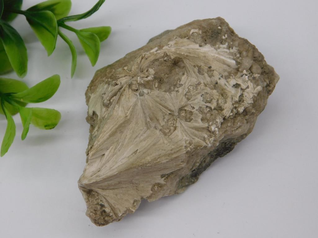 Rock Stone Lapidary Specimen: Rock Stone Lapidary Specimen