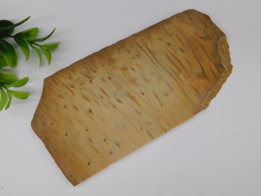 Petrified Palm Wood Rock Stone Lapidary Specimen: Petrified Palm Wood Rock Stone Lapidary Specimen