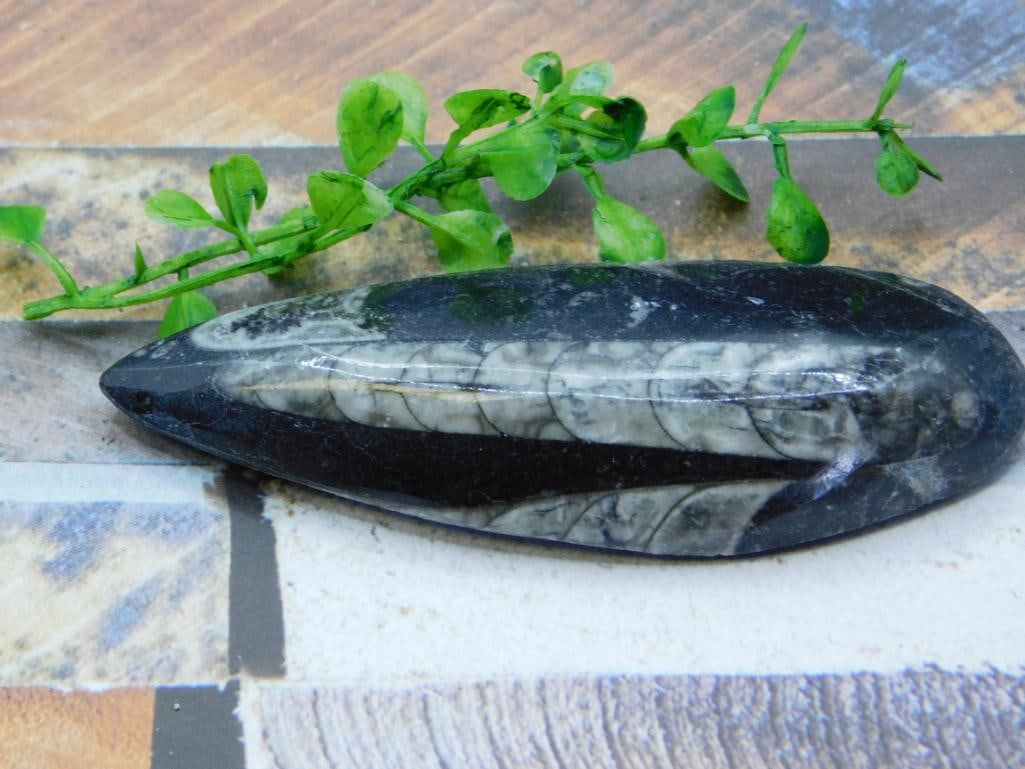 ORTHOCERAS ROCK STONE LAPIDARY SPECIMEN: ORTHOCERAS ROCK STONE LAPIDARY SPECIMEN