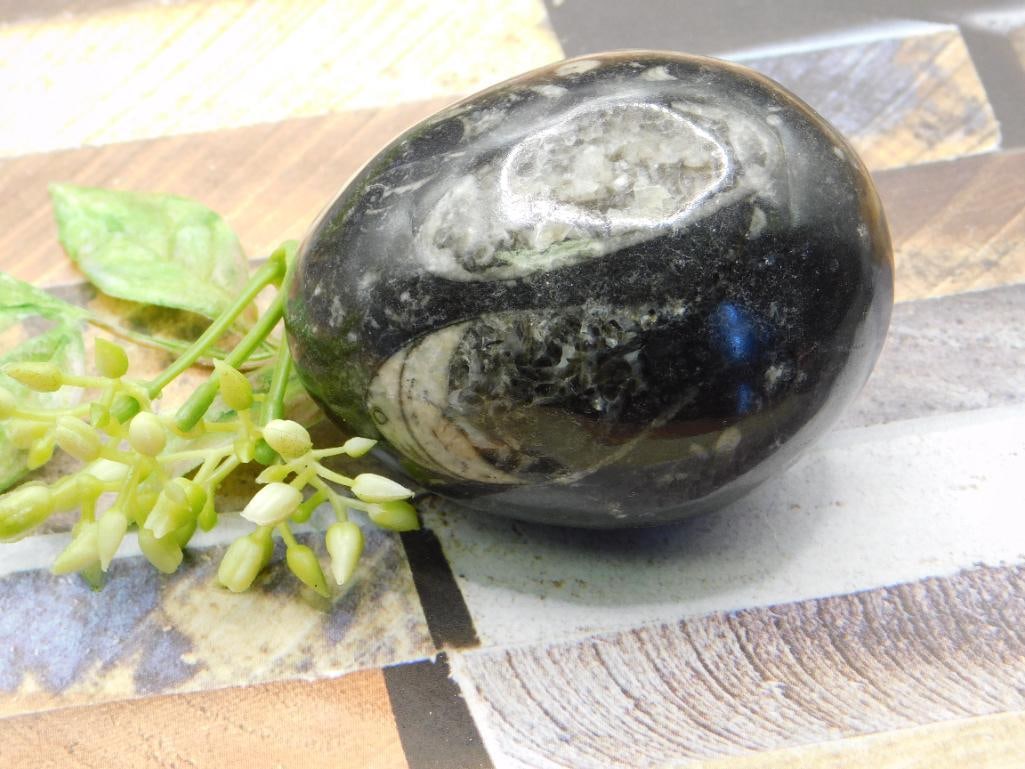 ORTHOCERAS ROCK STONE LAPIDARY SPECIMEN: ORTHOCERAS ROCK STONE LAPIDARY SPECIMEN