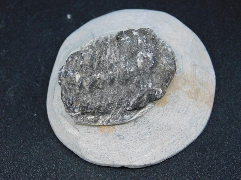 TRILOBITE FOSSIL ON MATRIX VINTAGE ANTIQUE: TRILOBITE FOSSIL ON MATRIX VINTAGE ANTIQUE