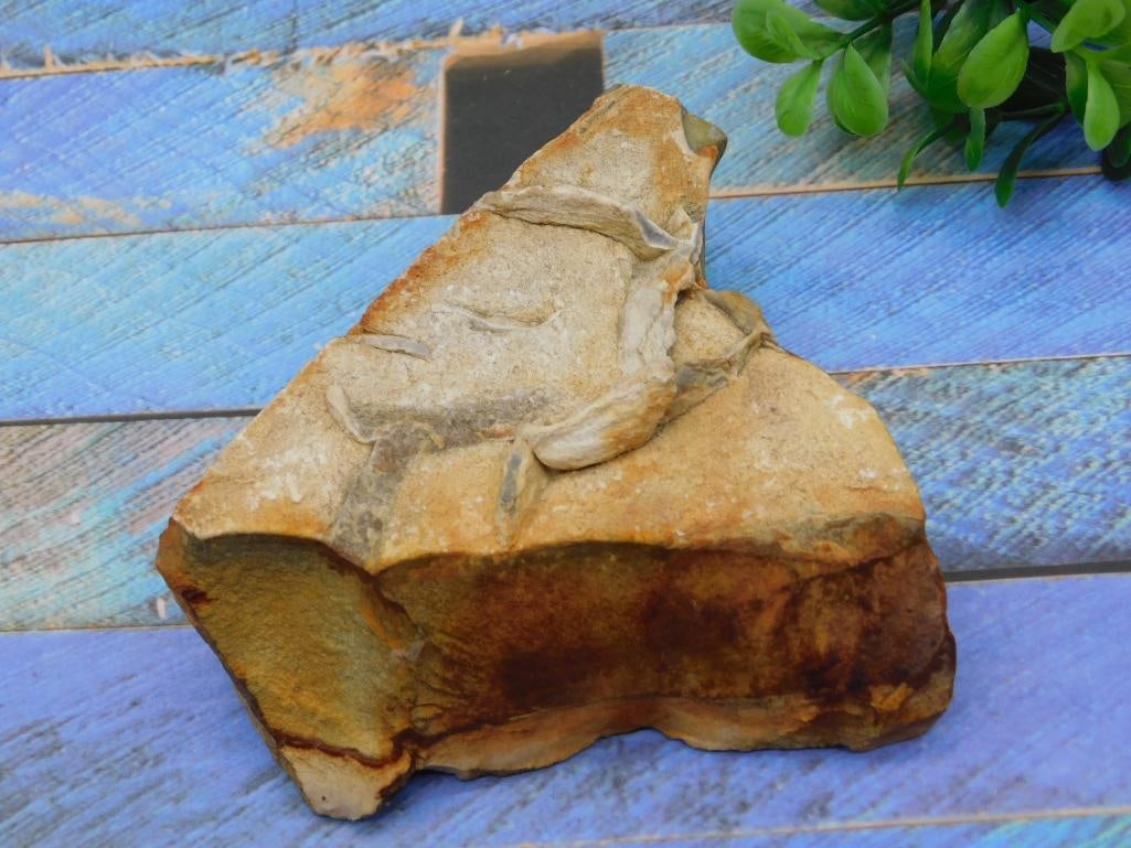 JASPER ROCK STONE LAPIDARY SPECIMEN: JASPER ROCK STONE LAPIDARY SPECIMEN