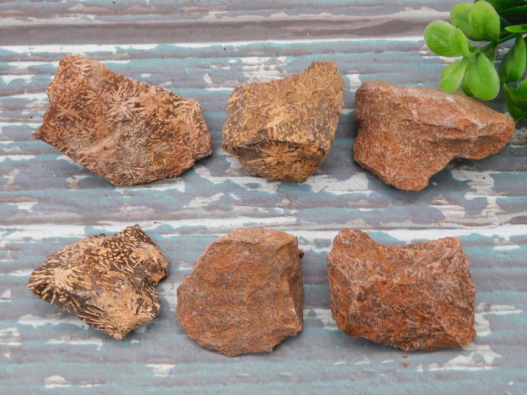 STARBURST JASPER ROCK STONE LAPIDARY SPECIMEN: STARBURST JASPER ROCK STONE LAPIDARY SPECIMEN