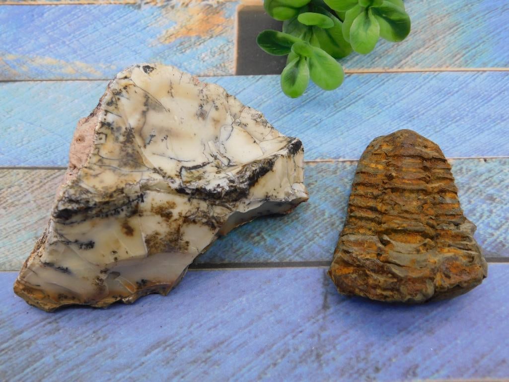 TRILOBITE ROCK STONE LAPIDARY SPECIMEN: TRILOBITE ROCK STONE LAPIDARY SPECIMEN