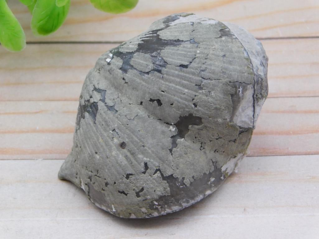 BRACHIOPOD ROCK STONE LAPIDARY SPECIMEN: BRACHIOPOD ROCK STONE LAPIDARY SPECIMEN