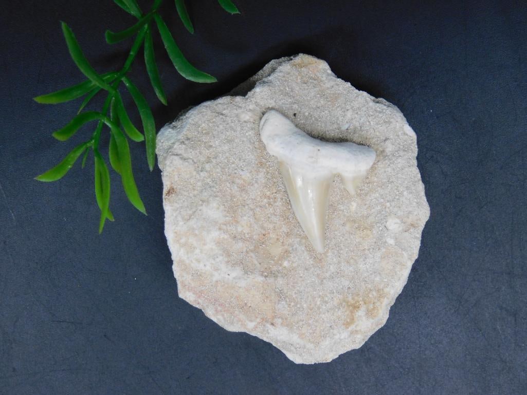 SHARK TOOTH ROCK STONE LAPIDARY SPECIMEN: SHARK TOOTH ROCK STONE LAPIDARY SPECIMEN