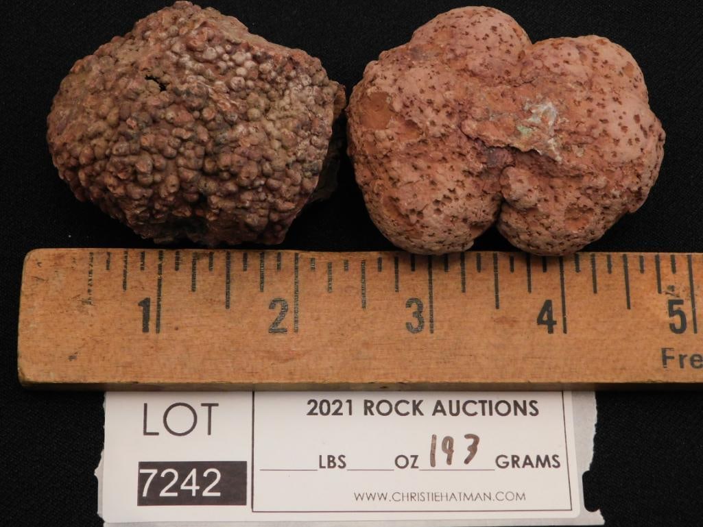 COPROLITE ROCK STONE LAPIDARY SPECIMEN - 2