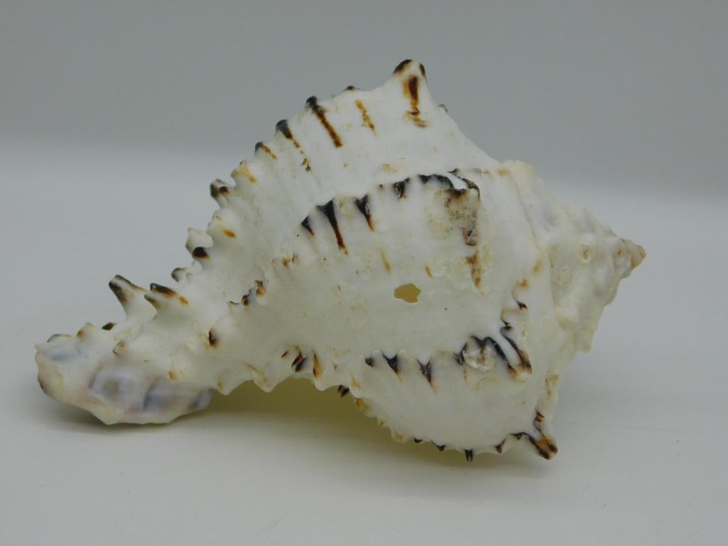 BLACK MUREX SEA SHELL: BLACK MUREX SEA SHELL