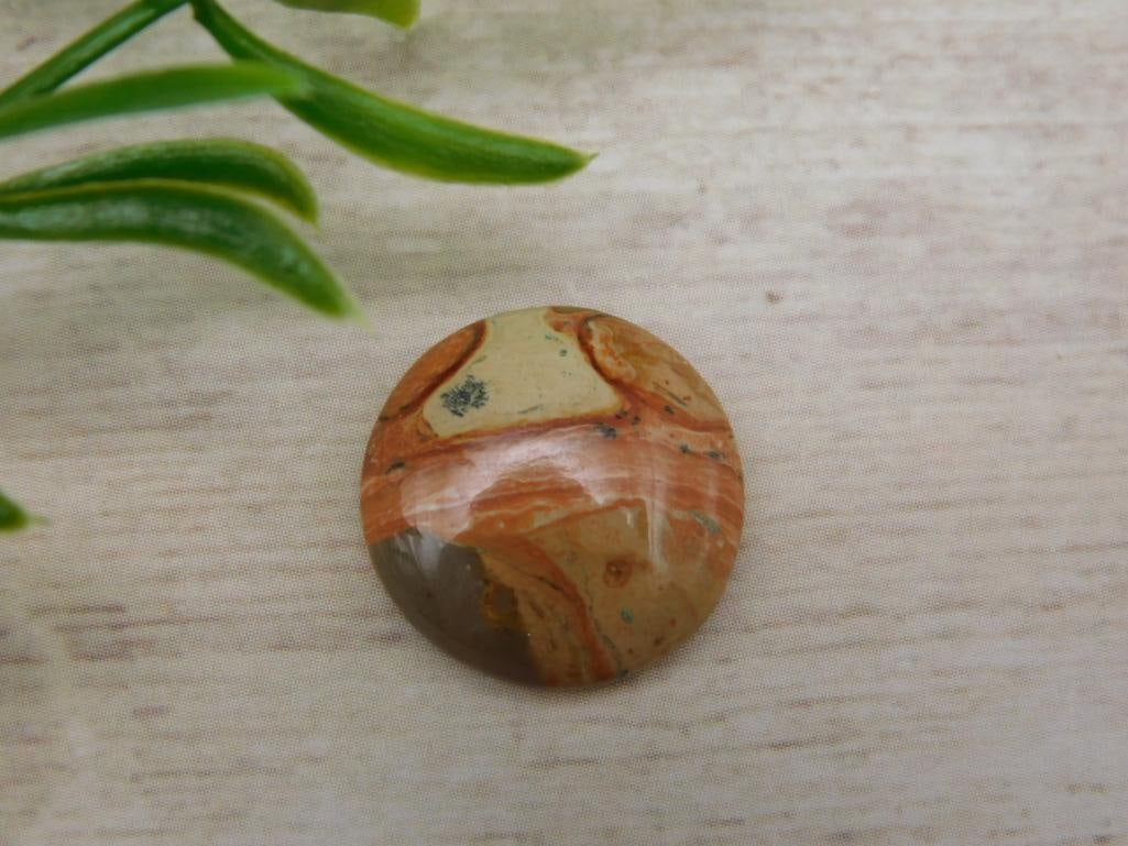 FOSSIL STONE CABOCHON ROCK STONE LAPIDARY SPECIMEN: FOSSIL STONE CABOCHON ROCK STONE LAPIDARY SPECIMEN