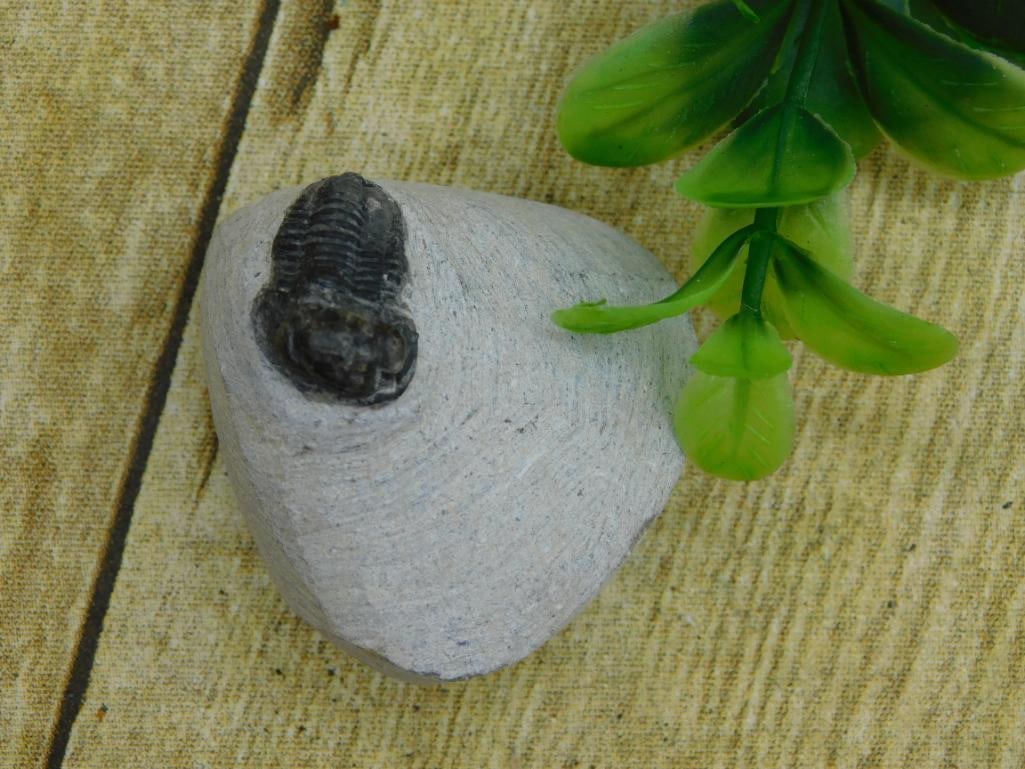 TRILOBITE FOSSIL ROCK STONE LAPIDARY SPECIMEN (1 of 2)