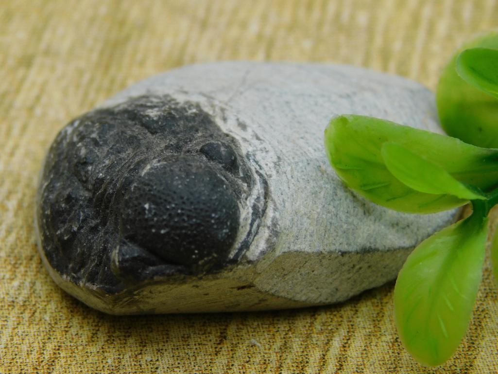TRILOBITE FOSSIL ROCK STONE LAPIDARY SPECIMEN (1 of 2)