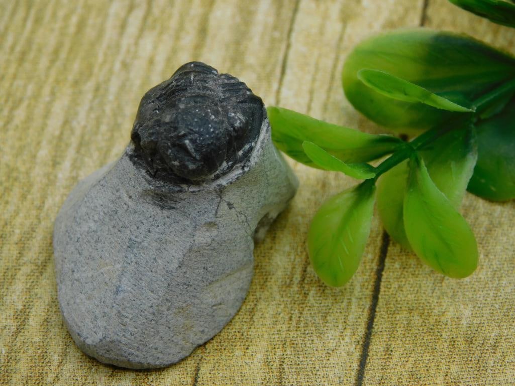 TRILOBITE FOSSIL ROCK STONE LAPIDARY SPECIMEN: TRILOBITE FOSSIL ROCK STONE LAPIDARY SPECIMEN