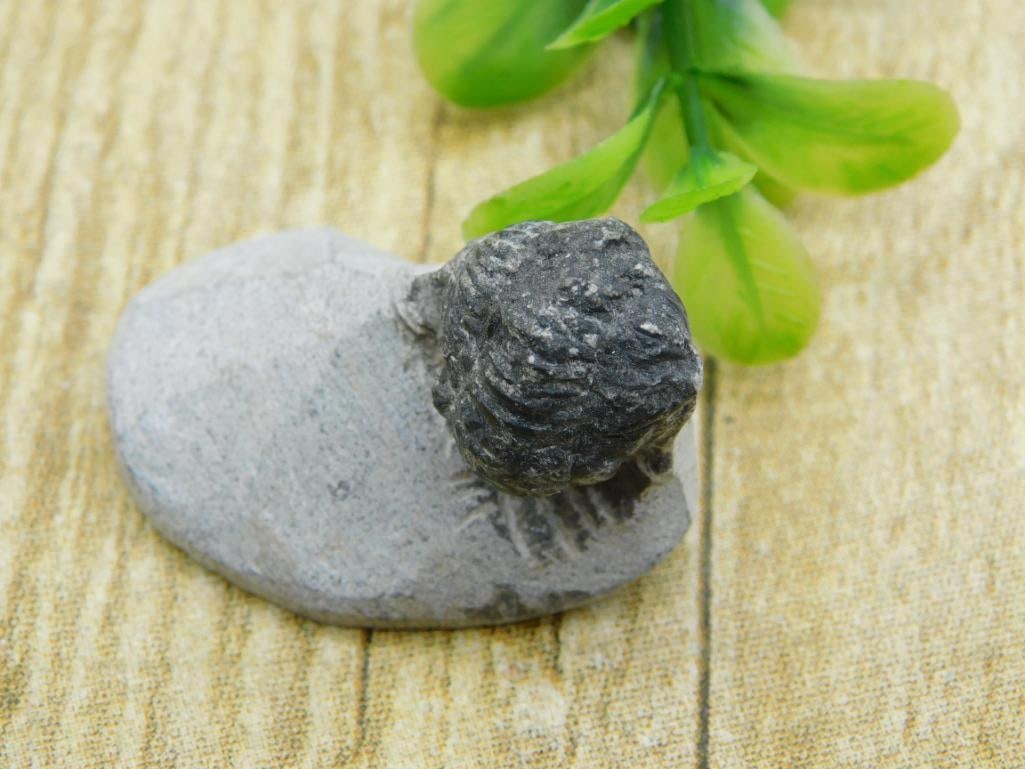 TRILOBITE FOSSIL ROCK STONE LAPIDARY SPECIMEN (1 of 2)