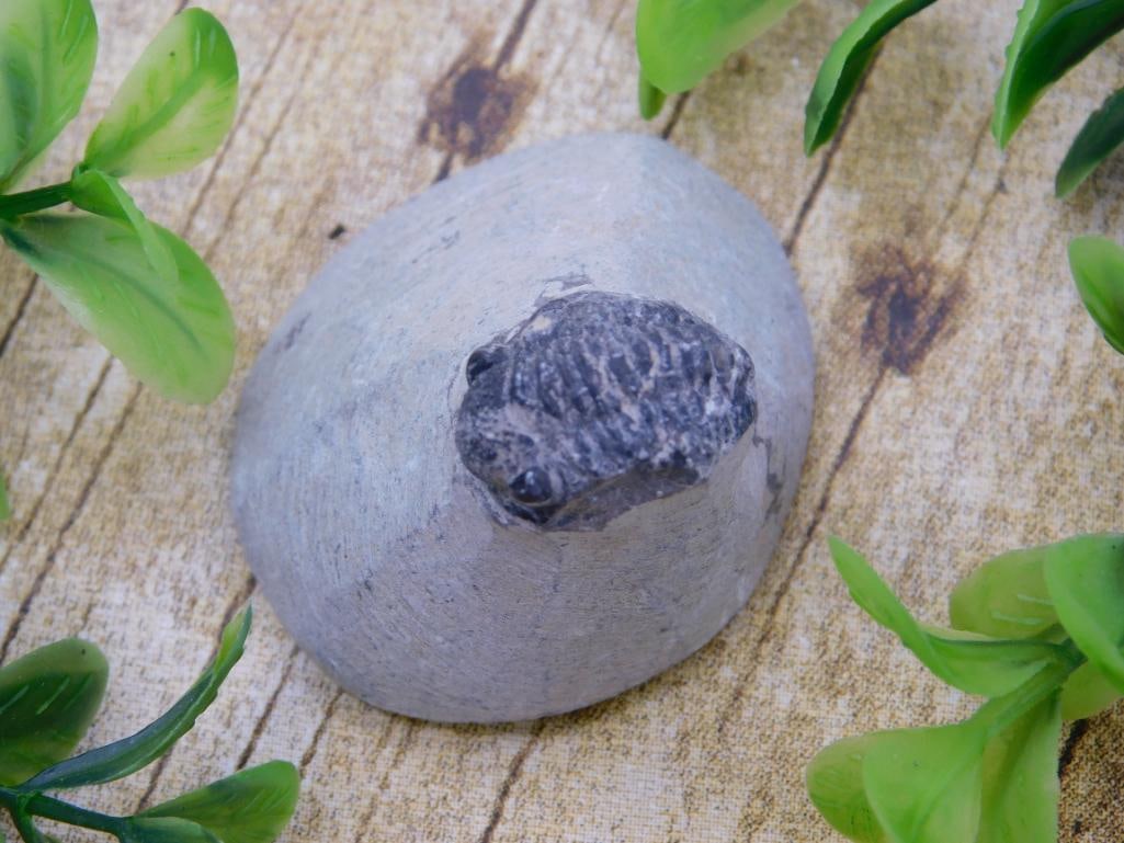 TRILOBITE FOSSIL IN MATRIX ROCK STONE LAPIDARY SPECIMEN: TRILOBITE FOSSIL IN MATRIX ROCK STONE LAPIDARY SPECIMEN