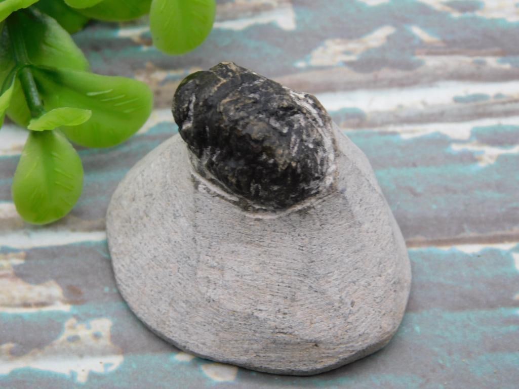 TRILOBITE FOSSIL ROCK STONE LAPIDARY SPECIMEN: TRILOBITE FOSSIL ROCK STONE LAPIDARY SPECIMEN