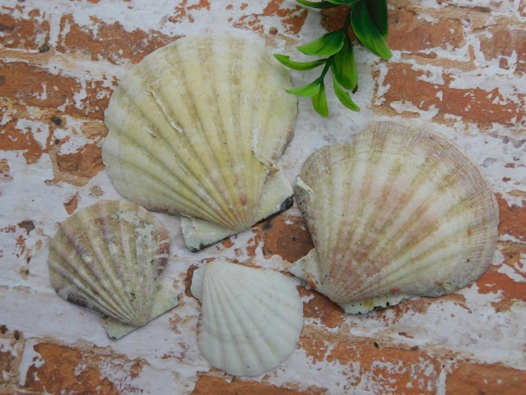 SEA SHELLS ROCK STONE LAPIDARY SPECIMEN (1 of 2)