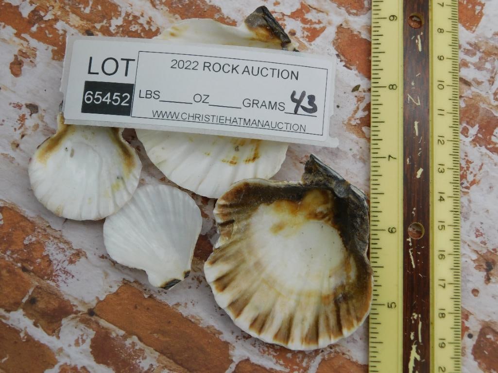 SEA SHELLS ROCK STONE LAPIDARY SPECIMEN - 2