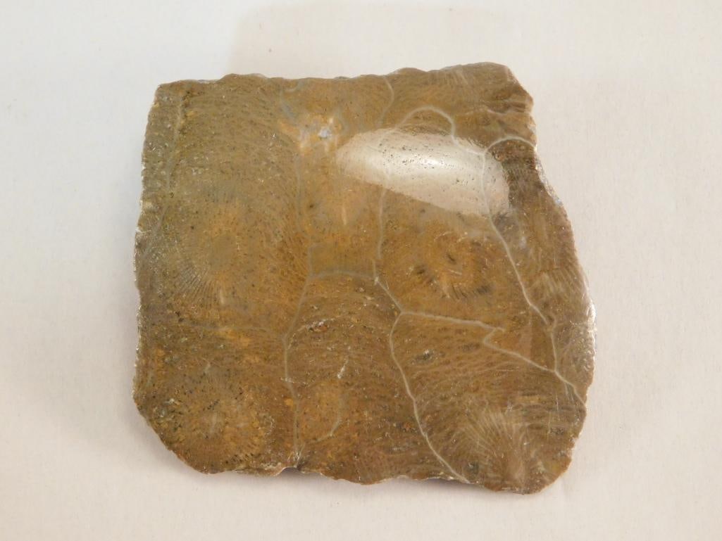 PETOSKEY STONE ROCK STONE LAPIDARY SPECIMEN: PETOSKEY STONE ROCK STONE LAPIDARY SPECIMEN