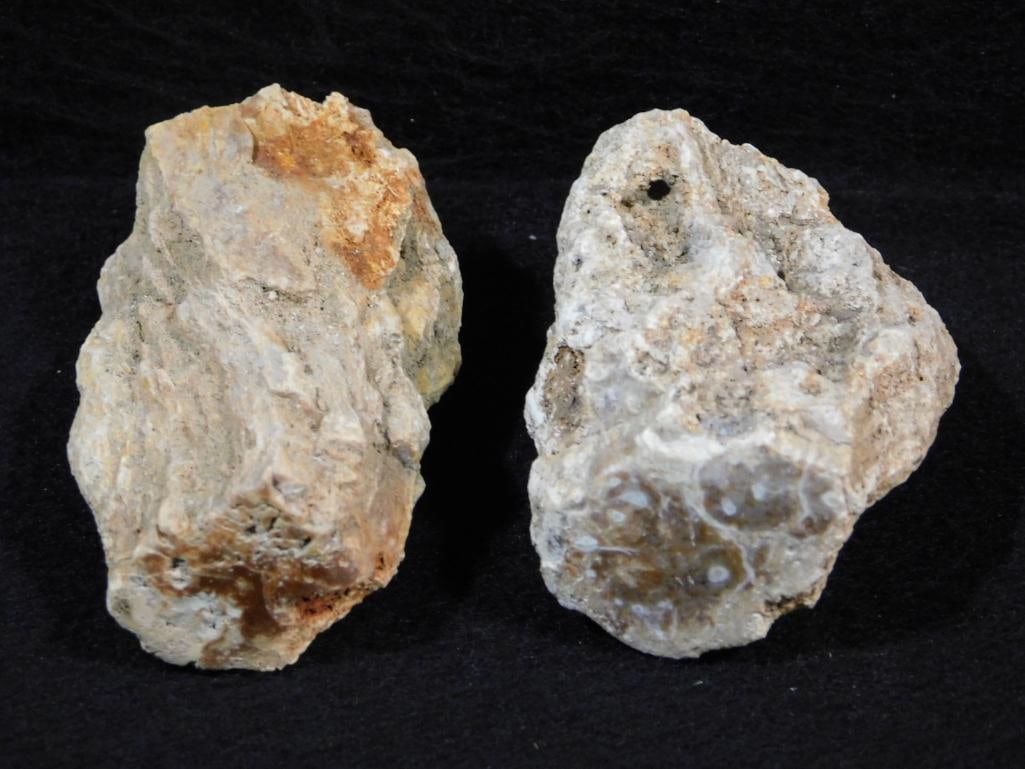 PETRIFIED WOOD ROCK STONE LAPIDARY SPECIMEN: PETRIFIED WOOD ROCK STONE LAPIDARY SPECIMEN