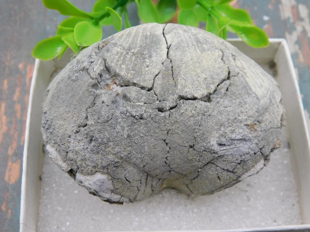 BRACHIOPOD ROCK STONE LAPIDARY SPECIMEN: BRACHIOPOD ROCK STONE LAPIDARY SPECIMEN