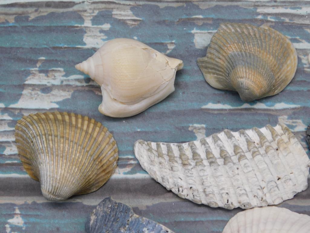 SEA SHELLS - 3
