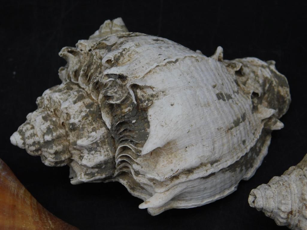 SEA SHELLS - 2