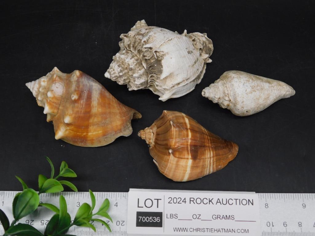 SEA SHELLS - 3