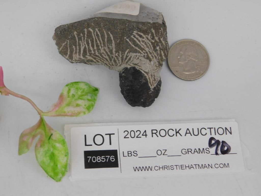 Fossilized Marine Specimen with Segmented Structure - 2