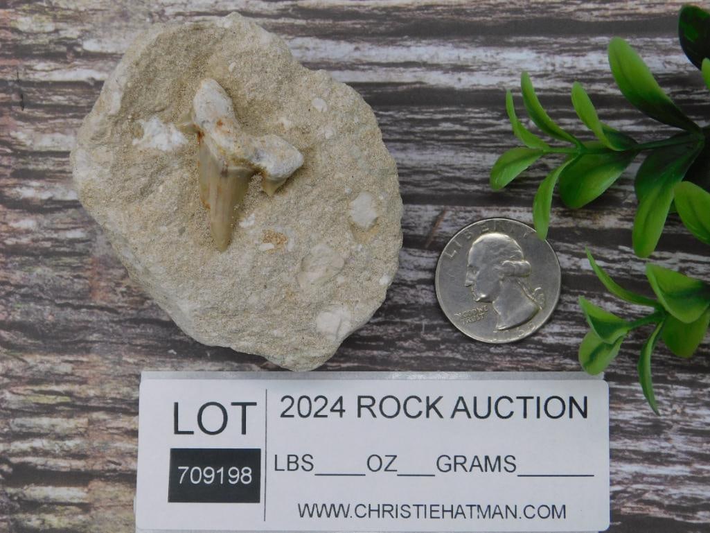 Fossilized Shark Tooth Embedded in Matrix - 2