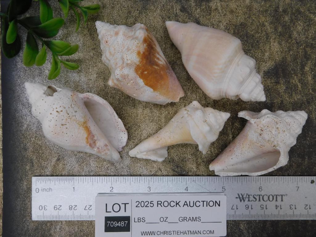 Five Assorted Sea Shells - 2