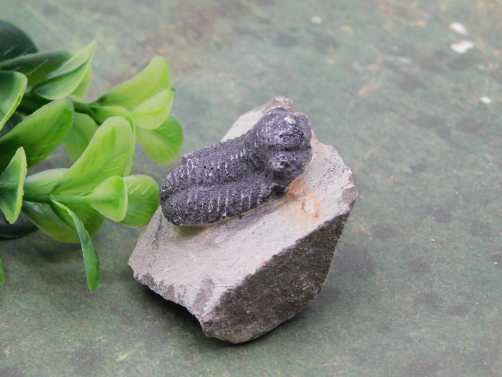 Fossilized Trilobite Specimen on Rock Matrix Rock Stone Lapidary Specimen: Fossilized Trilobite Specimen on Rock Matrix Rock Stone Lapidary Specimen