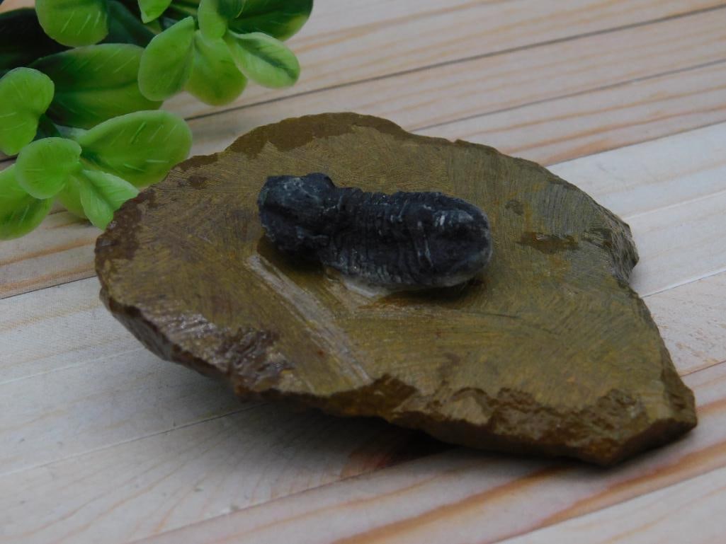 Fossilized Trilobite on Stone Display Rock Stone Lapidary Specimen (1 of 2)