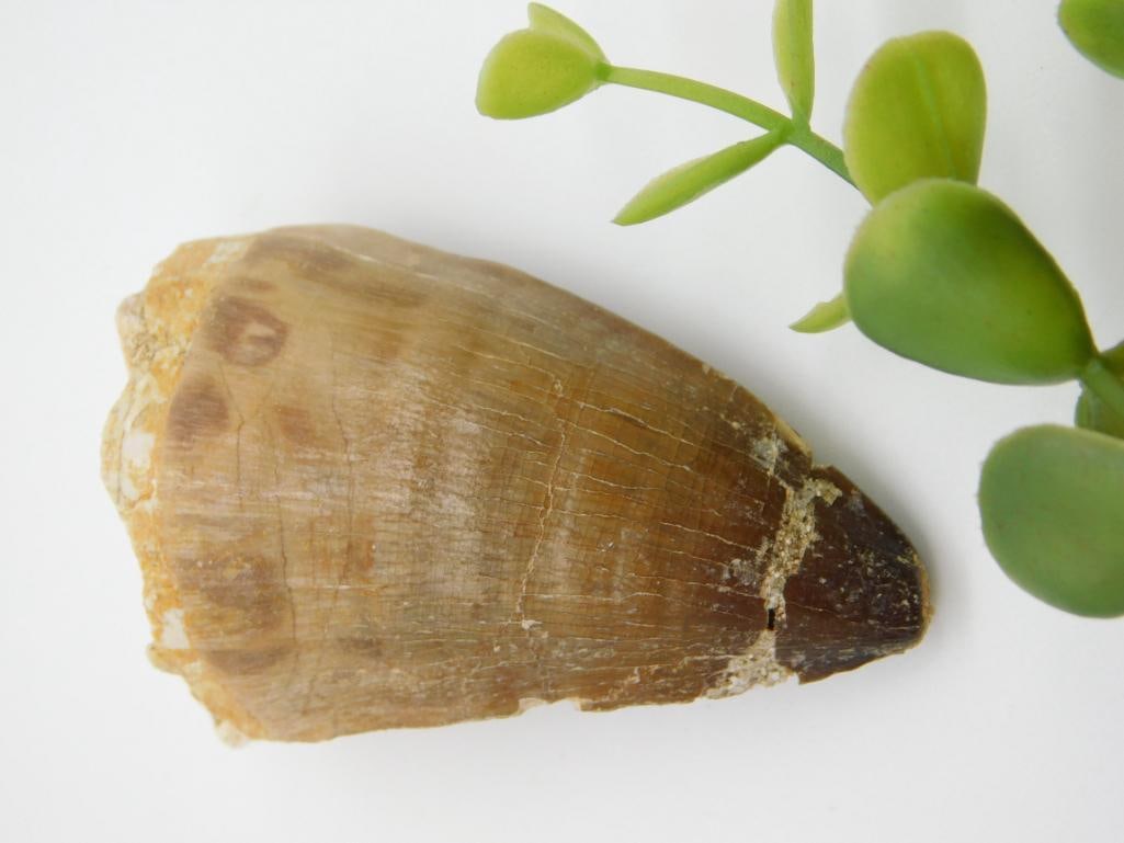 DINOSAUR TOOTH ROCK STONE LAPIDARY SPECIMEN: DINOSAUR TOOTH ROCK STONE LAPIDARY SPECIMEN