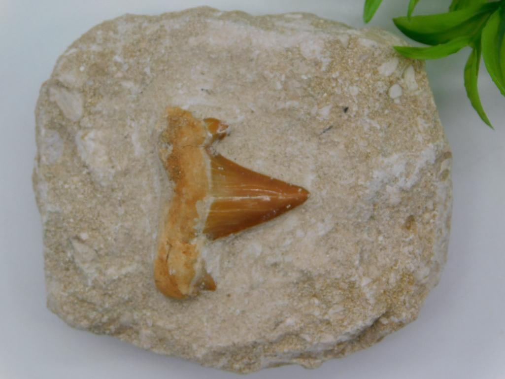 SHARK TOOTH IN MATRIX ROCK STONE LAPIDARY SPECIMEN: SHARK TOOTH IN MATRIX ROCK STONE LAPIDARY SPECIMEN