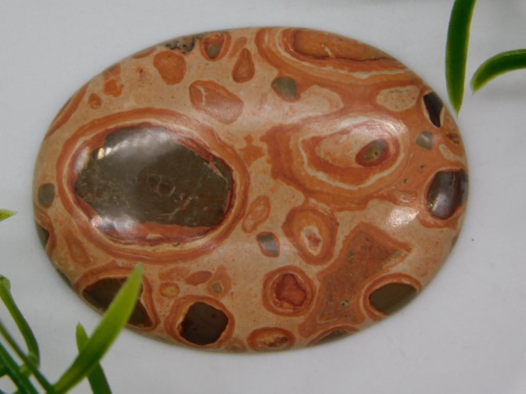 FOSSIL STONE CABOCHON ROCK STONE LAPIDARY SPECIMEN (1 of 2)