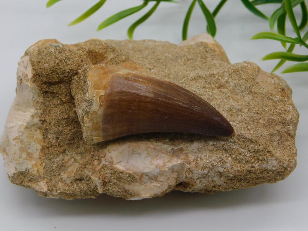 DINOSAUR TOOTH IN MATRIX ROCK STONE LAPIDARY SPECIMEN (1 of 2)