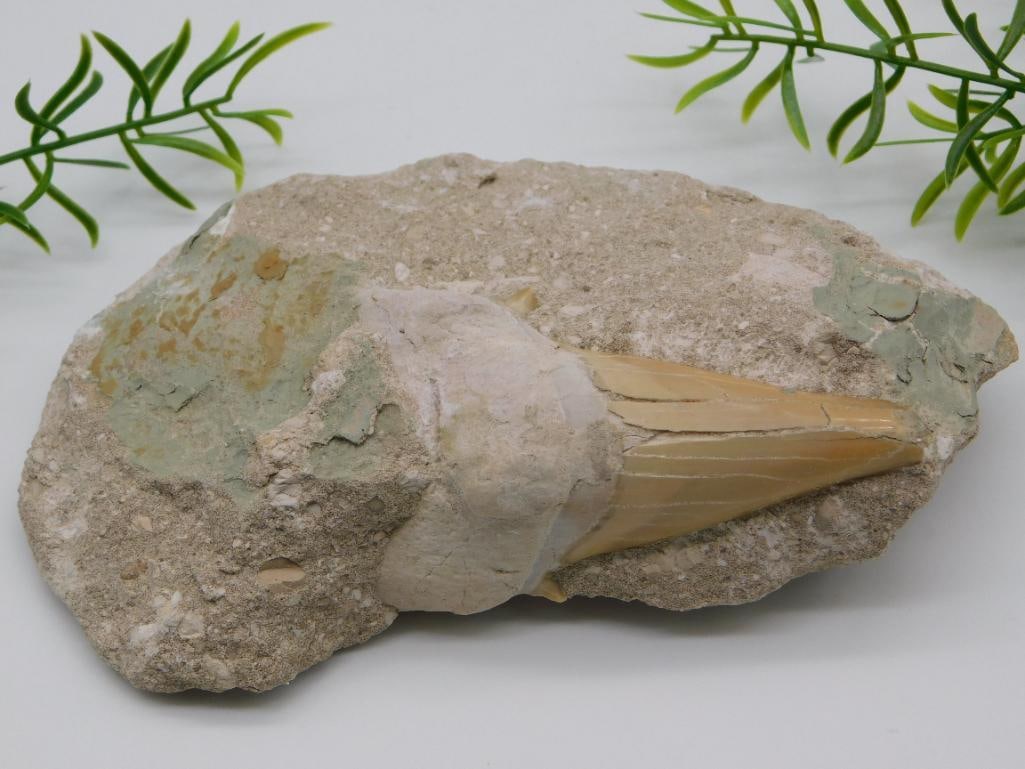 SHARK TOOTH IN MATRIX ROCK STONE LAPIDARY SPECIMEN (1 of 2)