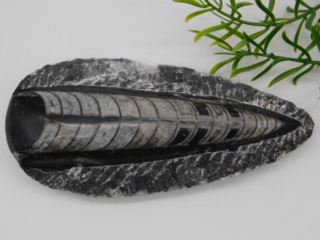 ORTHOCERAS ROCK STONE LAPIDARY SPECIMEN: ORTHOCERAS ROCK STONE LAPIDARY SPECIMEN